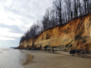 Smithsonian Publication of Turtles and Dolphin Fossils Found from Calvert Cliffs