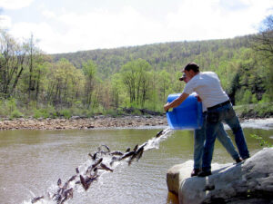 Preseason Trout Stocking Begins Early in Maryland Waters