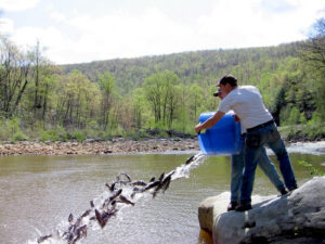 Maryland Department of Natural Resources photo trout restocking