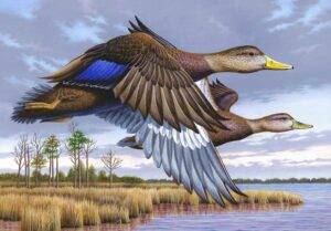 Maryland Department of Natural Resources Announce 2024-2025 Migratory Game Bird Stamp Design Contest Winner