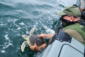 A sea turtle that had been cold-stunned but was rescued and rehabilitated is returned to the water by Natural Resources Police in 2020. Maryland DNR photo.