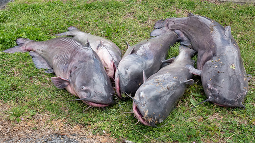 The Maryland Blue Catfish State Record Has Stood for 12 Years. Can