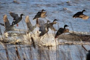 Midwinter 2024 Waterfowl Survey Results Released