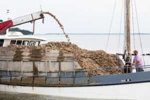 Maryland’s Oyster Restoration Sanctuaries Show Promising Signs for Shellfish Recovery