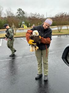 Calvert County Animal Control and Police Officers Save Bald Eagle Trapped in Vehicles Grill