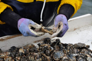 Chesapeake Oyster Alliance Celebrates 6 Billion Oysters Added To The Bay Since 2017