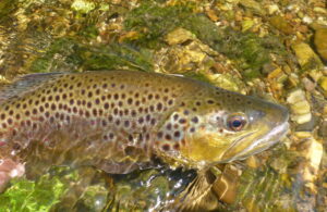 Maryland Spring 2024 Trout Fishing Season Opens March 30, 2024