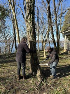 Join Patuxent Tidewater Land Trust Volunteers in Removing English Ivy from Trees at Historic St. Mary’s City