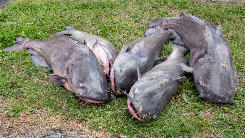 Blue Catfish Are Spreading in Maryland Waters, State Officials and
