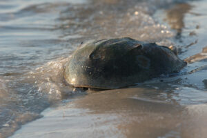 Living Fossils and Symbols of Resilience: DNR Scientists Monitor Horseshoe Crabs After Population Recovery in the Region