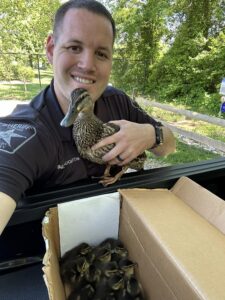 Communication and Teamwork Saves Baby Ducks in Calvert County
