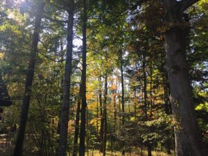 DNR Seeking Public Comment for 2025 Maryland State Forest Work Plans