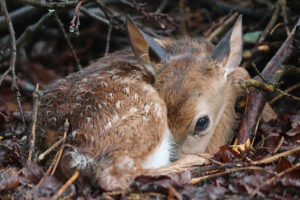Keep Maryland’s Wildlife Wild and Safe: Handling Fawns is Dangerous and Illegal