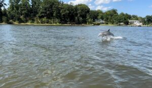 Summer Waterway Users Should Be Alert for Marine Wildlife