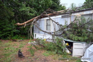 No Injuries After Tree Falls Into Occupied Trailer in Lexington Park