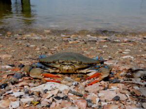 At Another Key Juncture for Blue Crabs, Scientists Look Back at Two Decades of Management