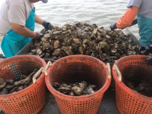 Maryland Aquaculture Leases Produce Record Yield of Oysters in 2023