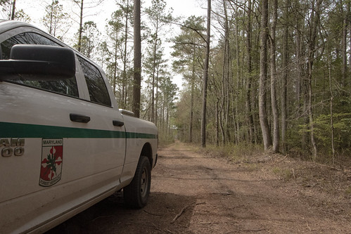 Maryland Awarded $1.2 Million In First Cohort Of The Community Forestry 