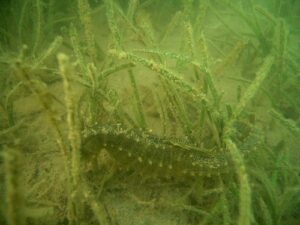 Maryland Reports Steady Underwater Grass Abundance in Chesapeake Bay for 2023