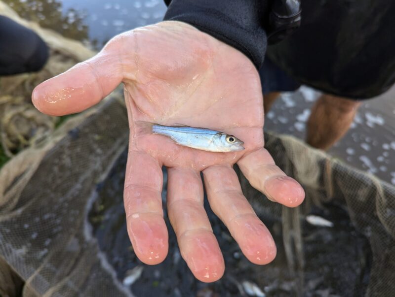 Results of Chesapeake Bay 2024 Young-of-Year Striped Bass Survey Show Little Change