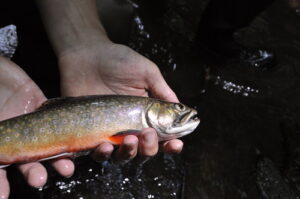 Maryland’s Fishing Season Springs Into Action