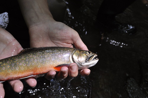 Grants Awarded to Maryland Department of Natural Resources to Conserve Native Brook Trout and Sunfish and Restore Their Habitat