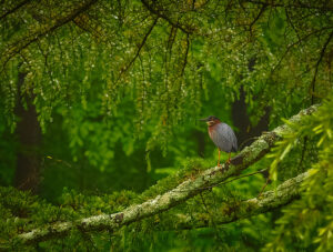 2024 Maryland Natural Resource Photo Contest Winners Announced