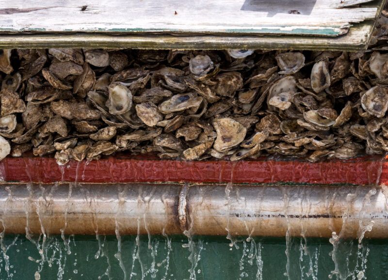 Maryland Natural Resources Announce Next Three Large-Scale Oyster Restoration Sanctuaries