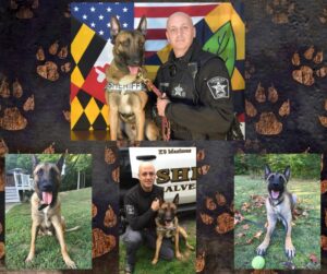 Calvert County Sheriff’s Office Regrets to Announce Passing of Retired K9 Maximus