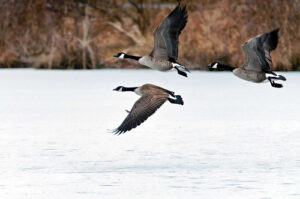 Atlantic Population Canada Goose Season Begins Dec. 20th, 2024