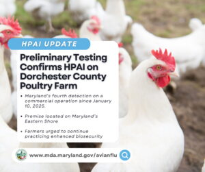 Preliminary Testing Confirms Highly Pathogenic Avian Influenza in Dorchester and Caroline County