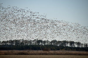 UPDATE: Department of Natural Resources Expands Dead Wild Bird Collection Efforts Due to Highly Pathogenic Avian Influenza