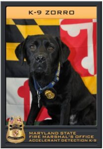 State Fire Marshal Accelerant Detection Canine Zorro Retires After 8 Years of Service