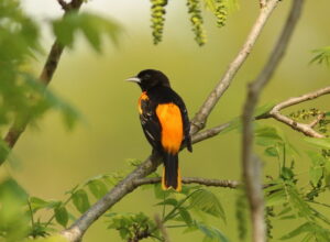 Where Do Birds That Leave Maryland for the Winter Go?