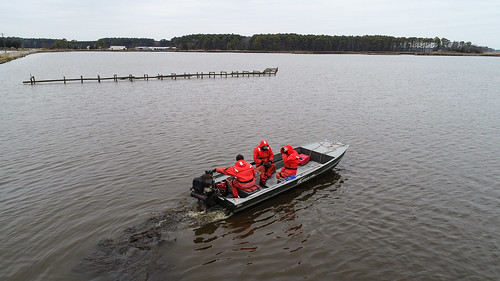 DNR survey: Other species of fish decrease after the arrival of Chesapeake Channa in Maryland Waters – Southern Maryland News Net