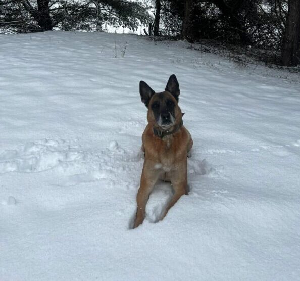 Calvert County Sheriff’s Office K9 Stryker Retires After 7 Years of Service