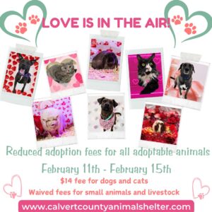 Love Is In The Air At The Linda L. Kelley Animal Shelter