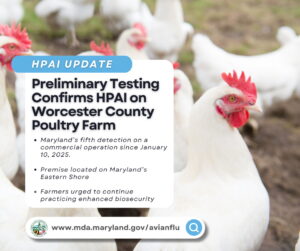 Preliminary Testing Confirms Highly Pathogenic Avian Influenza in Worcester County