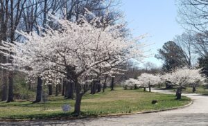 Save the Date for the Annual Cherry Blossom Festival in St. Mary’s County! March 29th, 2025