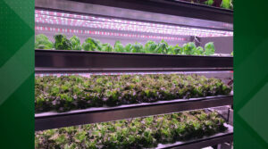 Growing to New Heights: CSM Offers New Vertical Agriculture Course Thanks to $490,000 Grant