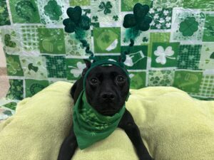 Paw-Tricks Day Adoption Event at Linda Kelly Animal Shelter This St. Patrick’s Day 2025