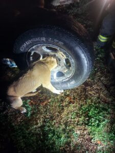 Firefighters Quickly Free Dogs Head Trapped Within A Vehicle Rim in La Plata