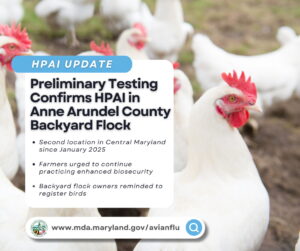 Preliminary Testing Confirms Highly Pathogenic Avian Influenza in Anne Arundel County Backyard Flock