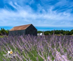 Patuxent Tidewater Land Trust Acquires Their 56th Conservation Easement With 136-Acre Farm in Mechanicsville