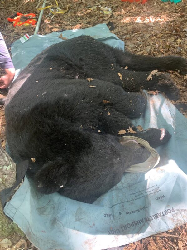 DNR Safely Captures Black Bear in Charles County – Tagged, Microchipped Before Being Released