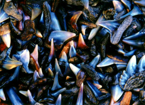 Hunting Ancient Species: Prehistoric Shark Teeth Can Be Found at Public Lands Near You