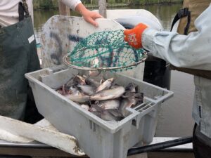 DNR Scientists Publish Research on Largemouth Bass Habitat, Blue Catfish Movement