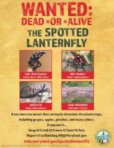 UPDATE: Spotted Lanternfly Sighted in St. Mary’s County; Ways to Remove and Prevent! Kill and Report If Spotted