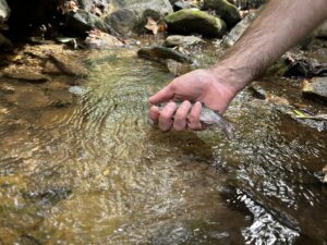 Maryland DNR Reintroduces Brook Trout to Once-Vacant Streams