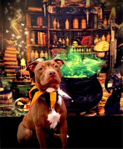 “Ghouls Just Wanna Have Homes!” Calvert County Animal Shelter Event This October 2025